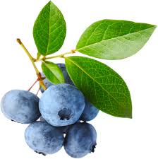 Mirtilo Blueberry 100g Orgânico-0